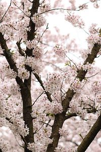 Sakura laineux.3