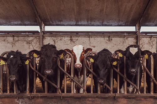 Nieuwsgierige kalfjes van Andrea de Grauw