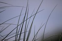 Marram grass on Dutch beach dune