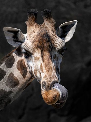 Giraf maakt neus schoon