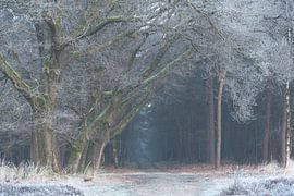 Winter forest avenue by René Jonkhout