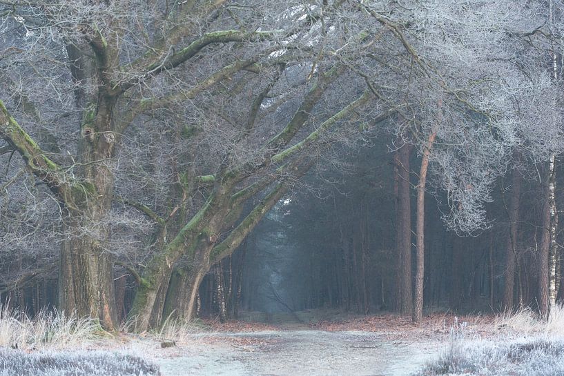 Winter forest avenue by René Jonkhout