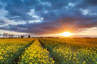 Rapeseed bathed in morning light by Ron Buist thumbnail