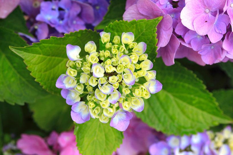 Hortensia's van Thomas Jäger