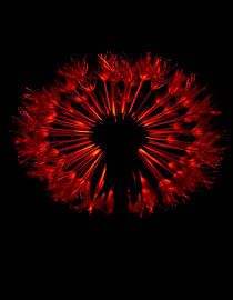 „Ember Dandelion VII“ von Ember Bloom