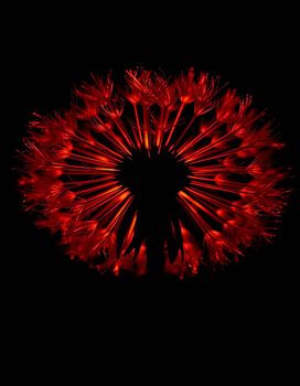 « Ember Dandelion VII »