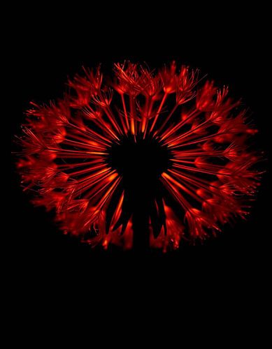 „Ember Dandelion VII“