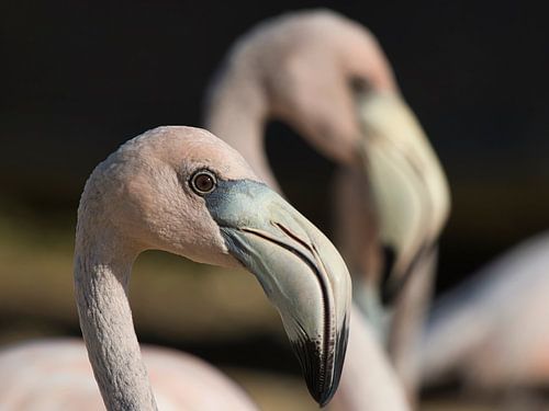 Flamingo portrait