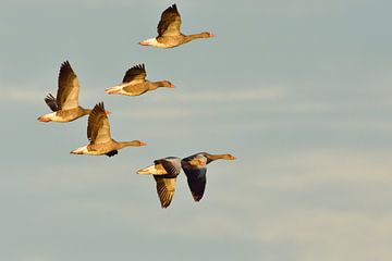 Grey geese in flight by Karin Jähne