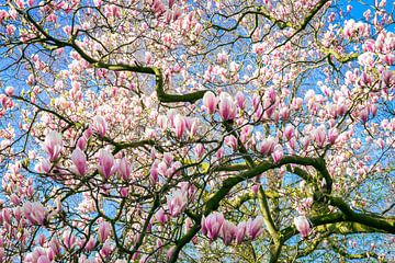 Magnolia en fleur sur Menno van der Haven