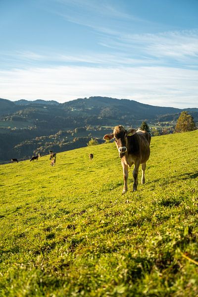 Allgäu cow near Oberstaufen by Leo Schindzielorz