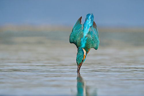 IJsvogel - In een flits