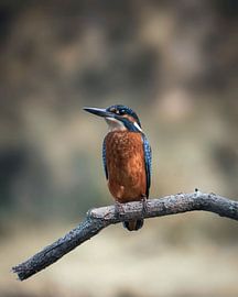 Eisvogel von Tom Zwerver