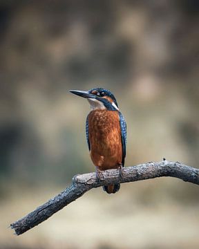 Kingfisher by Tom Zwerver