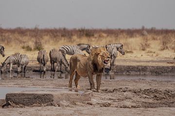 Leeuw in Namibië, Afrika van Patrick Groß