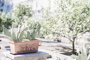 Cactussen en citroenbomen van DsDuppenPhotography