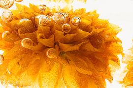 Chrysanthemum in ice 3