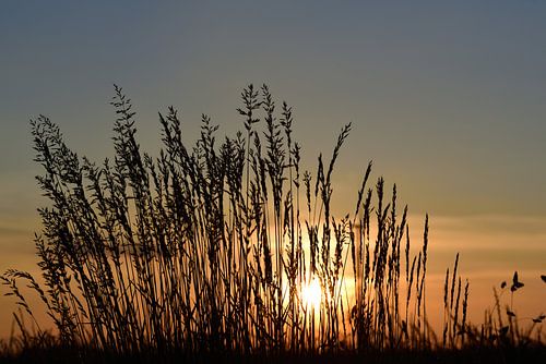 Grasses at sunset