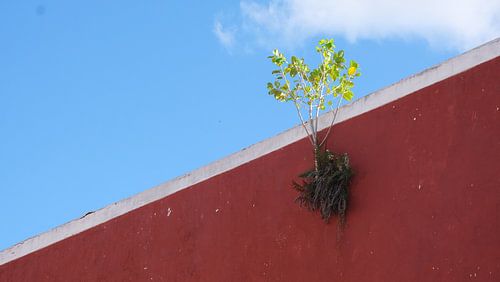 Boom uit muur, Valladolid, Yucatan, Mexico