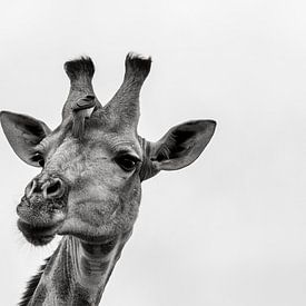 Girafe sur Petra Lakerveld