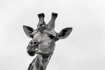 Giraf met ossenpikker op het hoofd van Petra Lakerveld