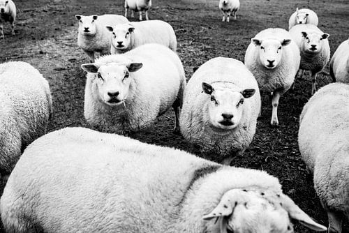 Texel sheep