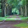 A stately avenue in the beech forest by whmpictures .com