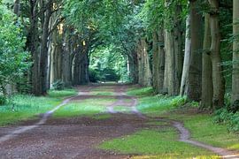 Eine prächtige Allee im Buchenwald