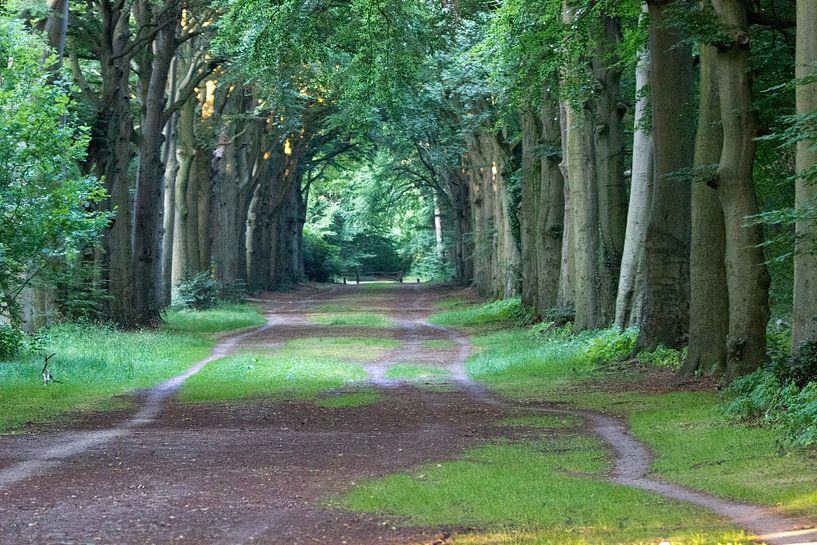 Eine prächtige Allee im Buchenwald von whmpictures .com