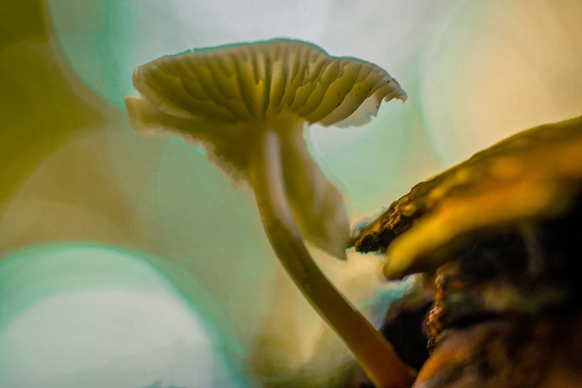 Champignon 2 par peterheinspictures