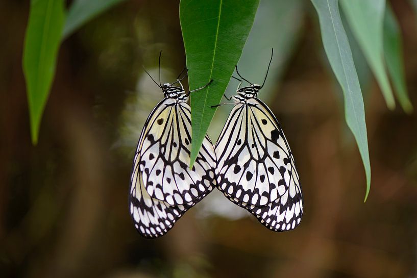 Luconoe vlinder von Barbara Brolsma