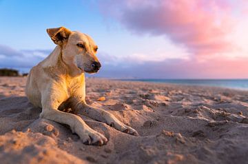 Hond op het strand bij zonsondergang van Raphotography