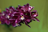 Sanfte Orchidee von Ellinor Creation Miniaturansicht