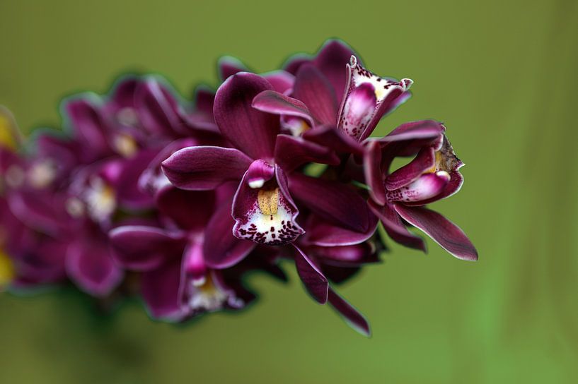 Sanfte Orchidee von Ellinor Creation