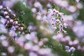 Detailfoto von blühender lila Heide