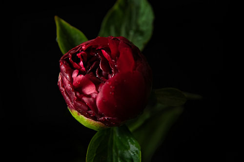 Crimson Reverie