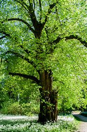 Wilde knoflookbloesem in het Putbus-kasteelpark van GH Foto & Artdesign