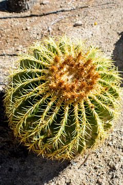 Cactus Garden, Henderson, Nevada, États-Unis