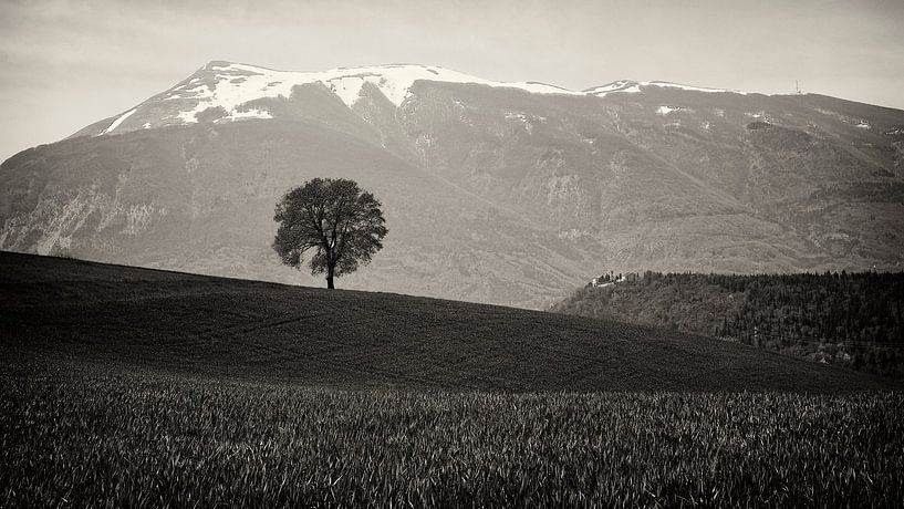 Lonely tree by Vincent van Kooten