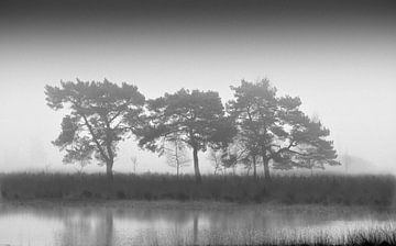 3 bomen van Roy IJpelaar