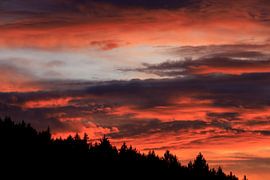Evening in the Black Forest