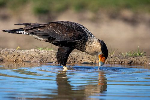 Schopfkarakara im spiegelnden Wasser