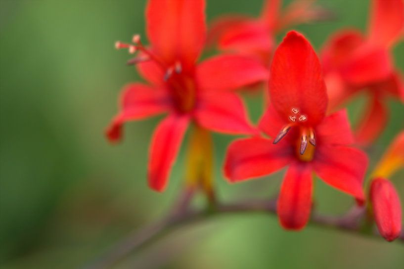 Knalrood! by Frouwkje Fotografie