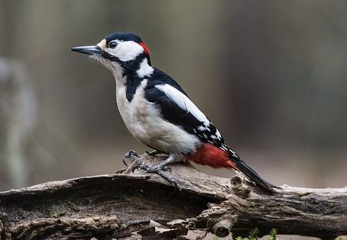 grote bonte specht