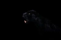 Schwarzer Jaguar