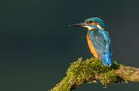Kingfisher (Alcedo atthis)  by Richard Guijt Photography thumbnail