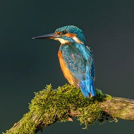 Kingfisher (Alcedo atthis)  by Richard Guijt Photography