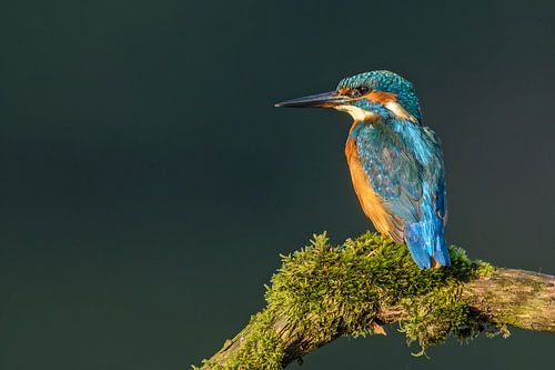 Martin-pêcheur (Alcedo atthis)