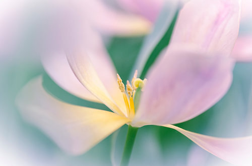 Tulp softfocus