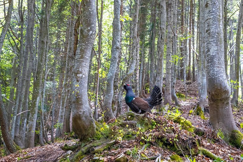 Male Capercaillie (Tetrao urogallus) displaying by Beschermingswerk voor aan uw muur
